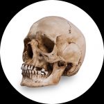 Reference Skulls por Skull Shoppe
